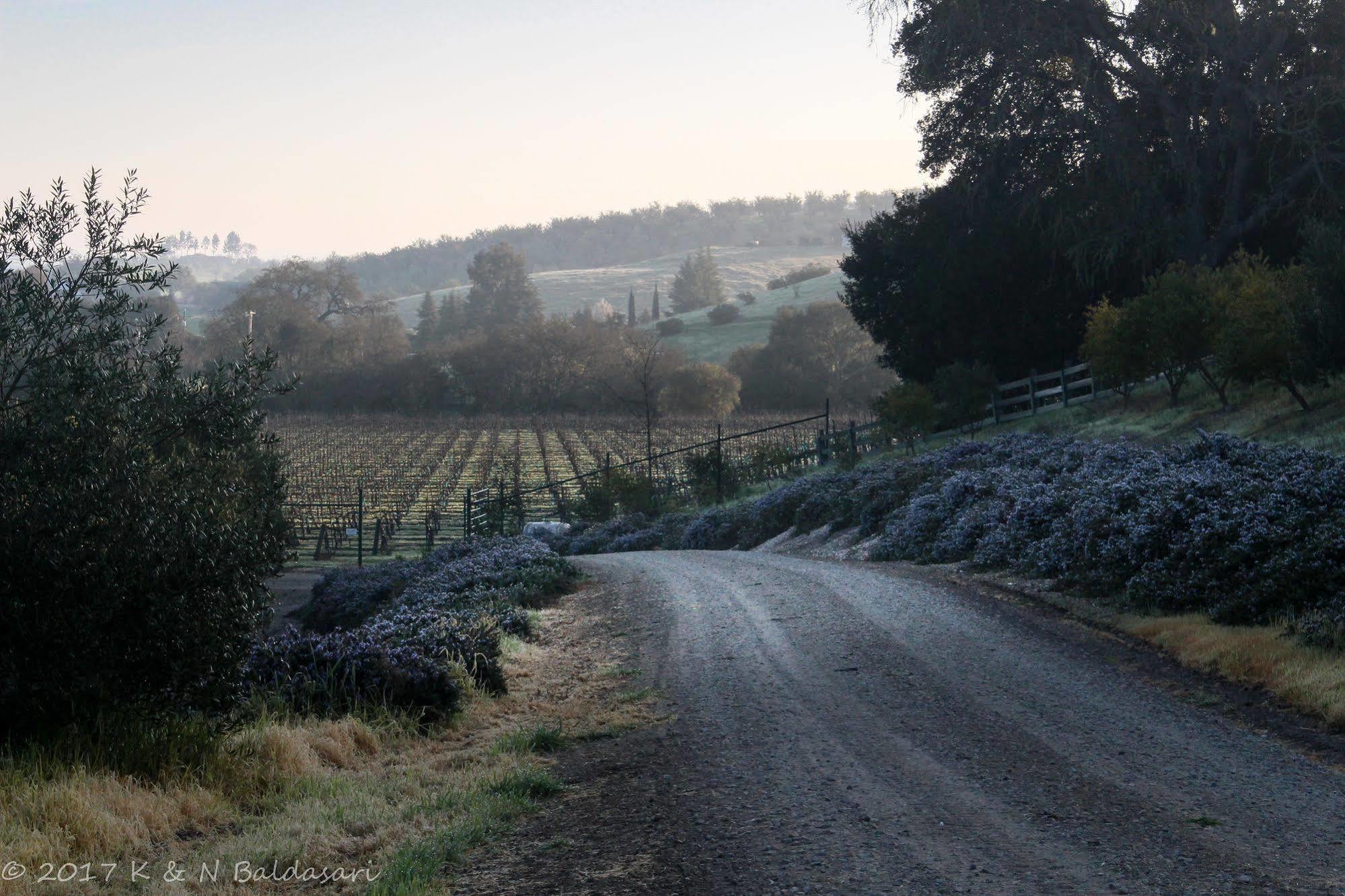 The Eden House Vineyard