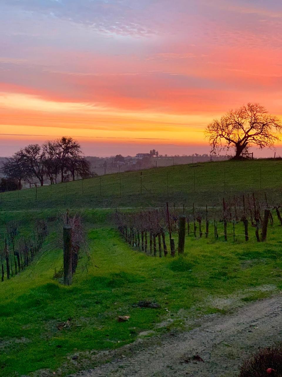 The Eden House Vineyard Templeton